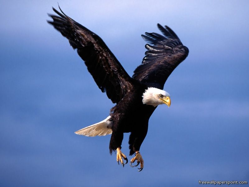 eagle wallpapers. wallpapers of eagle for