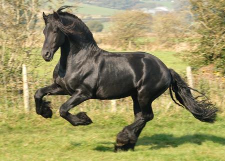 Here we are presenting some beautiful horses wallpapers for desktop.